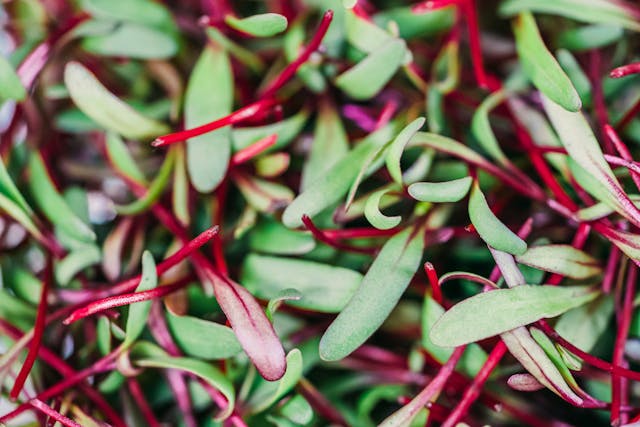 Beetroot Greens