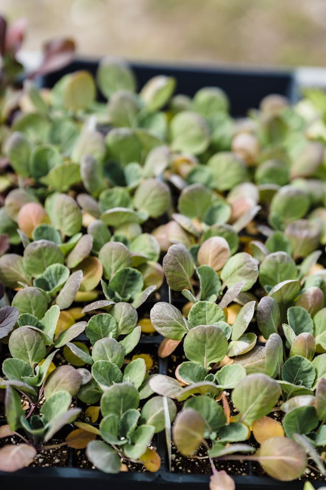 Cabbage Microgreens