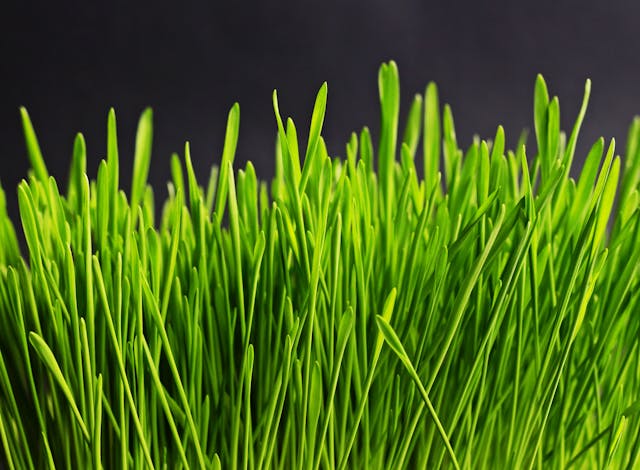 Wheatgrass